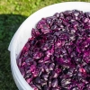 Pojemnik fermentacyjny 30 L z pokrywką, kranem i rurką UA