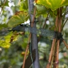 Taśma do podwiązywania roślin PE 3 cm x 50 m