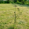 Podpora do roślin - z oczkiem, wys. 110 cm