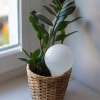 Kula nawadniająca do roślin, biała matowa z ceramiczną nóżką, 400ml