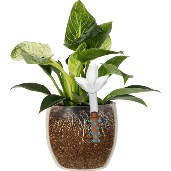 Nawadniacz do roślin – listek przezroczysty z ceramiczną nóżką, 120 ml