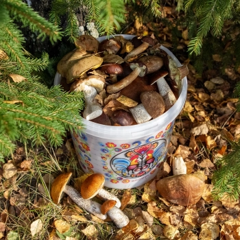 Wiadro spożywcze GWIOZDA - z pokrywką, 10 L