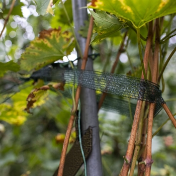 Taśma do podwiązywania roślin PE 3 cm x 50 m