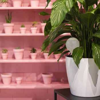 Kula nawadniająca do roślin, biała matowa z ceramiczną nóżką, 400ml